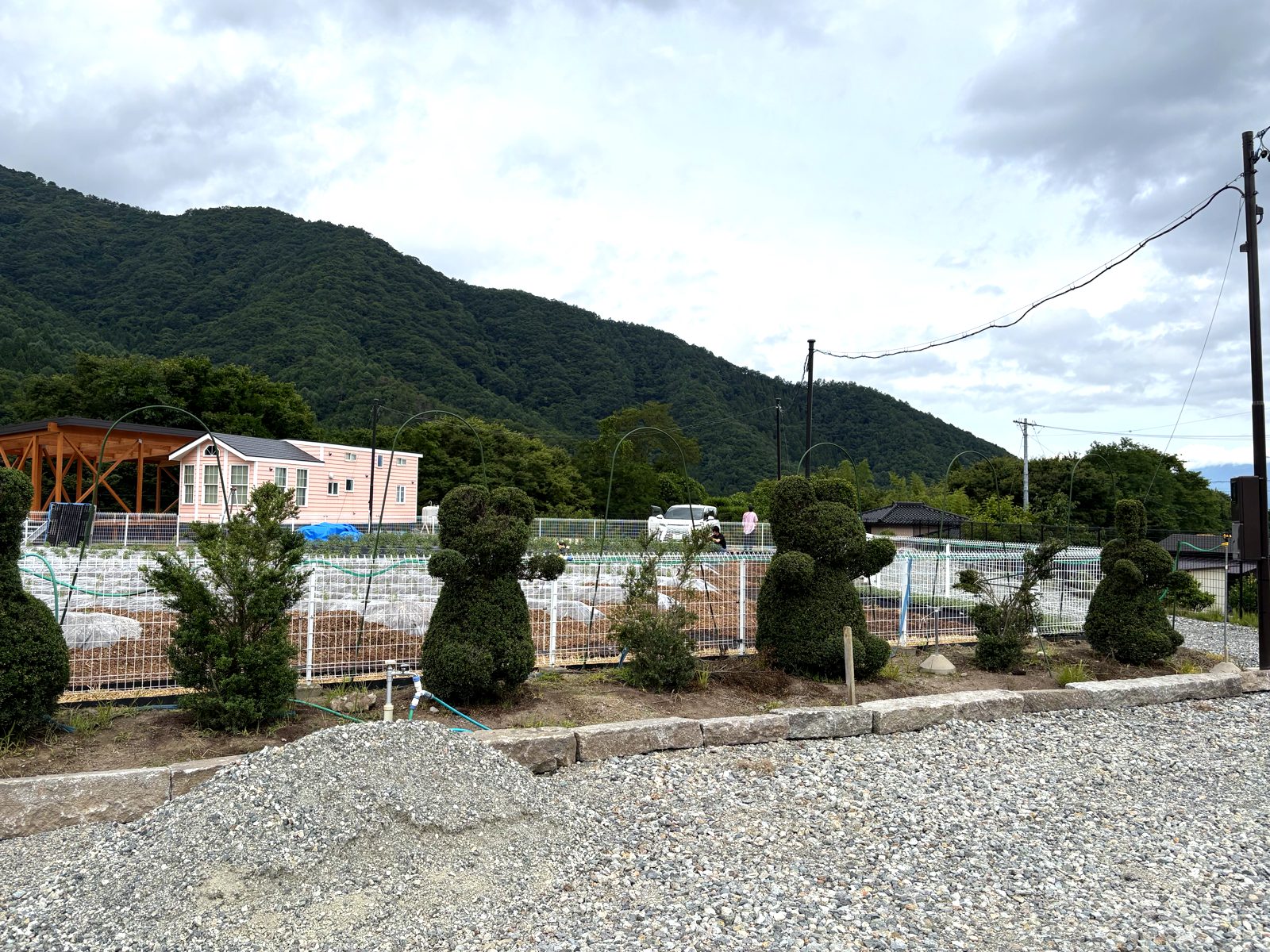 大笹グランパル農園のホーリーバジル畑